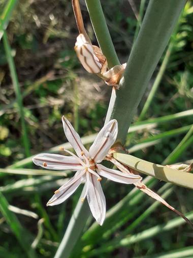 KDias en Hamelin: Flora, Asphodelus ramosus, ❤