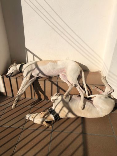 Info en Hamelin: Fauna, Descanso del guerrero