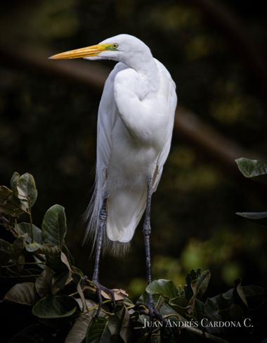 juanandrescardona01 en Hamelin: Fauna  (Amalfi), Ardea alba Linnaeus, 1758, #aves #birding #garza #ardeaalba #birdsphotography #avesdecolombia #birdlovers ...