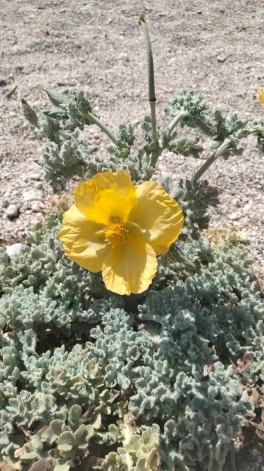 Solerantonio2 en Hamelin: Flora  (Níjar), Glaucium flavum, Planta