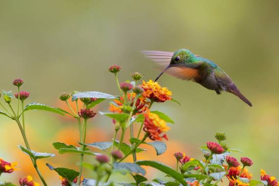 Tamarablazquezhaik en Hamelin: Fauna  (Coyoacán), Saucerottia beryllina (Deppe, 1830), Un hermoso colibrí berilo alimentándose de una lantana. Esta especie...