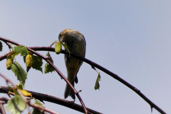 mariale en Hamelin: Fauna, Serinus serinus (Linnaeus, 1766), 📸 #marialemdza
martes, 02/08/2022 
#Naturaleza #BellezaNatural #pajaritos #Felicidad #Montañ...