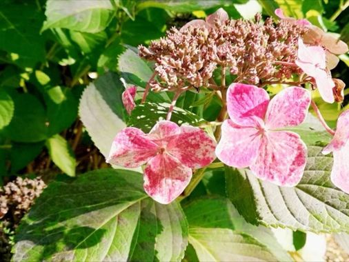 Carmen  en Hamelin: Flora  (O Sar), #flower 