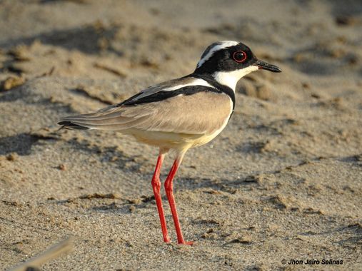 Jhonjairosalinas2016 en Hamelin: Fauna  (Vistahermosa), Vanellus cayanus (Latham, 1790), #tierradelzocay 
#piñalitometa
#amorporlasaves 
#