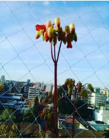 Supra3179 en Hamelin: Flora  (General San Martín), Una tarde de invierno, en mi balcon cuando vivia en Buenos Aires . 