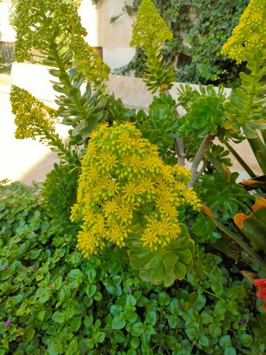 Solerantonio2 en Hamelin: Flora  (Calle Haza de Acosta), Planta