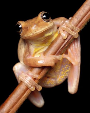 sinisterra2009 en Hamelin: Fauna  (Cali), #ranasdecolombia #ranas #anfibios 
@sg.photo77