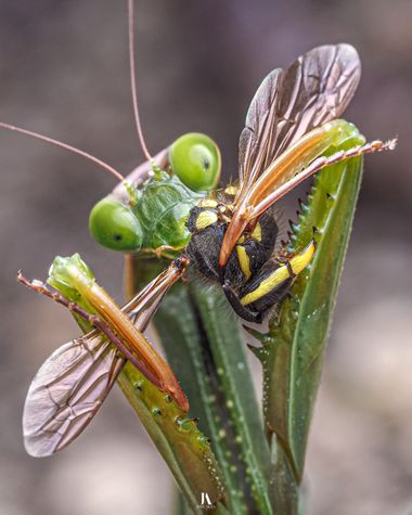 Jose Alza Dsn en Hamelin: Fauna  (l'Ametlla de Mar), Mantis religiosa (Linne, 1758), Preciosa mantis con su presa.

#mantis #mantisreligiosa #closeup #macr...