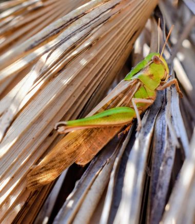 Solerantonio2 en Hamelin: Fauna  (Níjar), Insecto