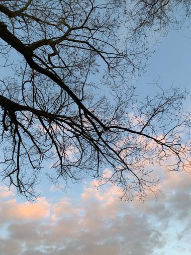Ana Mari  en Hamelin: Paisaje  (Palencia), Árbol sin hojas de un parque en invierno al atardecer #parquesyjardines  