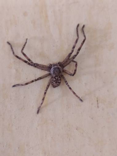 lcattay en Hamelin: Fauna, #araña 