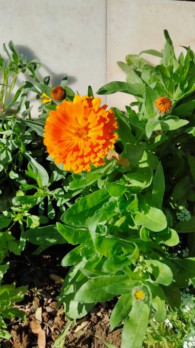 Solerantonio2 en Hamelin: Flora  (Almeria), Calendula stellata, Planta