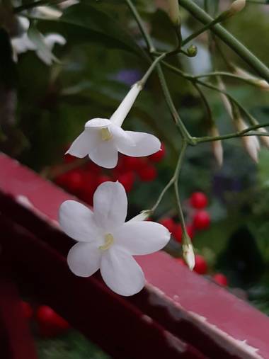 Mpinfante en Hamelin: Flora, Jasminum officinale, Jazmin