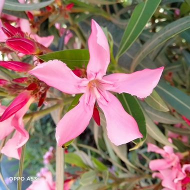 Solerantonio2 en Hamelin: Flora  (Almería), Nerium oleander, Planta
