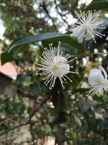 Amigomar197171 en Hamelin: Flora  (Cali), Myrtus communis