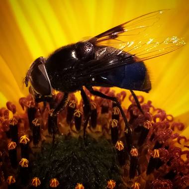 Navarroarevalomariateresa en Hamelin: Fauna  (Viesca), Disfrutando del delicioso néctar del girasol!
