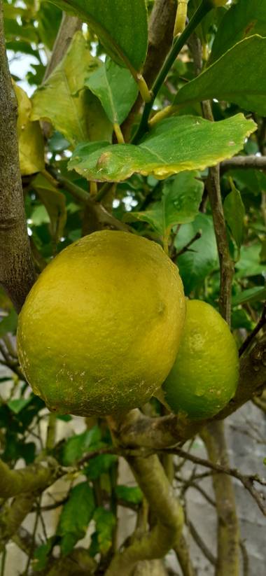 Maruchipo en Hamelin: Flora, Citrus limon, Mi limón mi limonero 