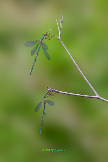 isidorogomez53 en Hamelin: Fauna  (Boadella i les Escaules), Caballito Esmerada 

Esta  especie es bastante  habitual en la zona, al  lado  de una rencluda...