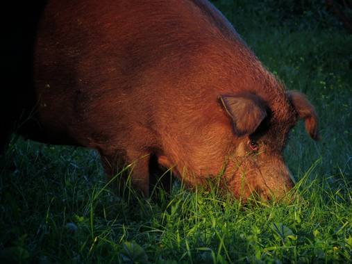 fabiola en Hamelin: Fauna  (Oliva de la Frontera), #invierno #campito #frioysol 