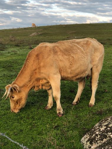 Info en Hamelin: Fauna, Mosquin y las vacas que están allí incumpliendo la normativa sanitaria 