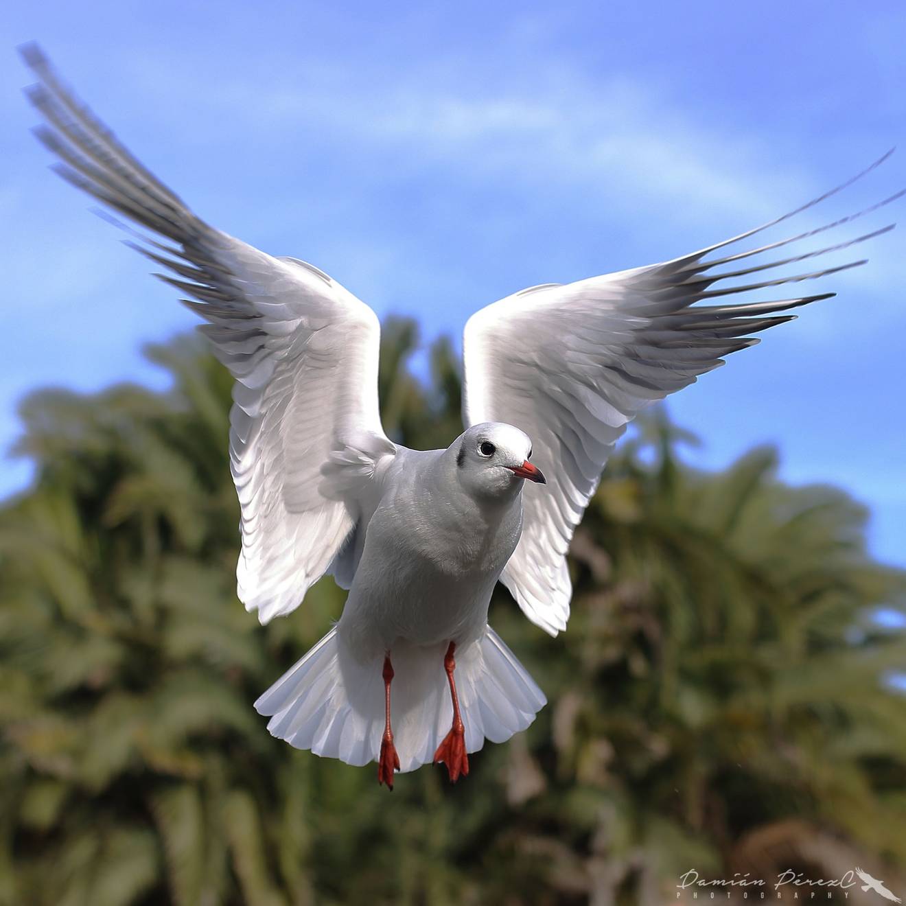 Gaviota reidora
