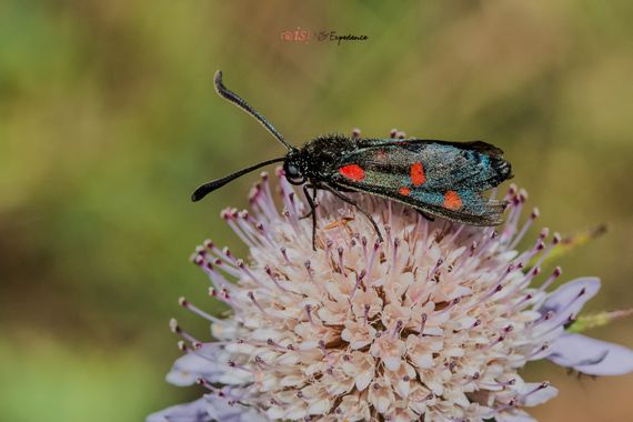 isidorogomez53 en Hamelin: Fauna  (Rubí), #apfb 
#insectosdecataluña 
#insectosdeespaña 
