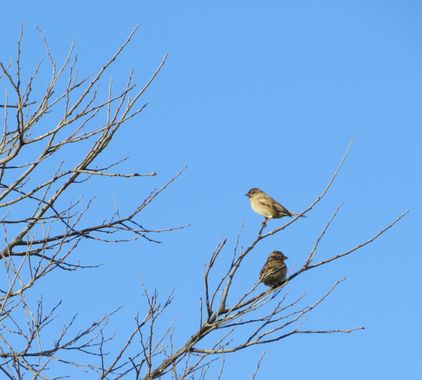 Solerantonio2 en Hamelin: Fauna  (Almería), Gorrion comun