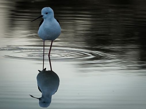 Kikojimenez1977 en Hamelin: Fauna, #naturaleza 