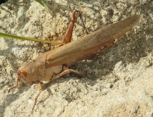 Solerantonio2 en Hamelin: Fauna  (Níjar), Insecto