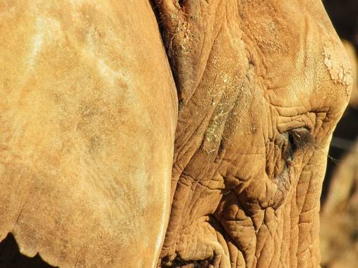 mariale en Hamelin: Fauna, Cabárceno