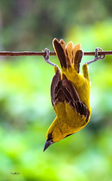 sinisterra2009 en Hamelin: Fauna  (Palmira), Icterus nigrogularis (Hahn, 1819), Turpial amarillo o gonzalito (Icterus nigrogularis) 

#Aves21 