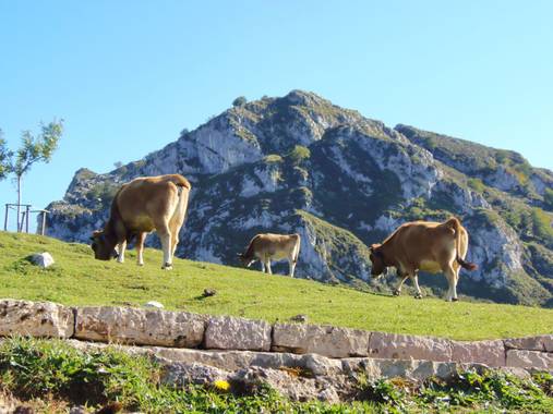 María G Terrones en Hamelin: Fauna  (Covadonga), Pastando en Covadonga 