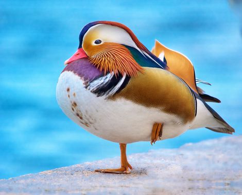 Santibenlloch en Hamelin: Fauna  (Banyoles), Aix galericulata (Linnaeus, 1758), #aves #avesdeespaña #patomandarin #patos 
