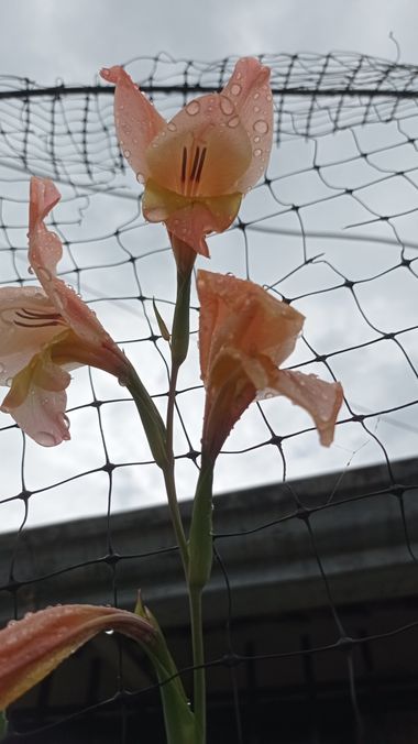 Yerika.hoyos en Hamelin: Flora  (Riosucio), Gladiolus dalenii