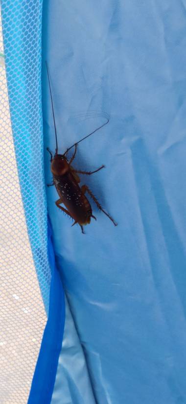 Mylenium69 en Hamelin: Fauna  (Benidorm), #insecto #cucaracha #naturaleza #fauna 