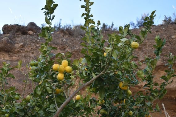 Solerantonio2 en Hamelin: Flora  (Padules), Árbol limonero