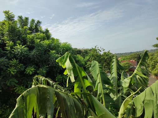 hilderjosej en Hamelin: Flora  (Barranquilla), Musa × paradisiaca, #arboles #flower #naturaleza #dia 