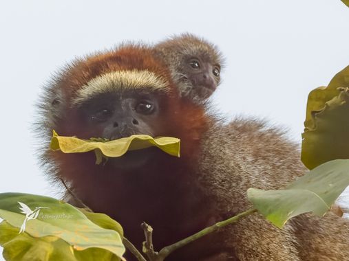 cesar.angel en Hamelin: Fauna  (Vistahermosa), El mono Zocay, es una especie endémica para Colombia, localizada en el departamento del Meta. Se observa en ...