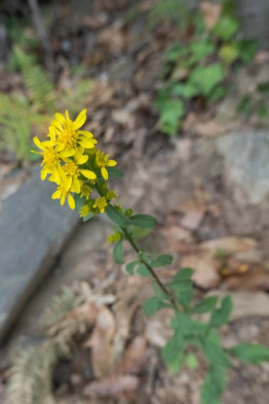 Peremateo en Hamelin: Flora  (Vallès Oriental), Solidago virgaurea, #flower