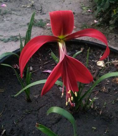 liianalfarth074 en Hamelin: Flora, Sprekelia formosissima