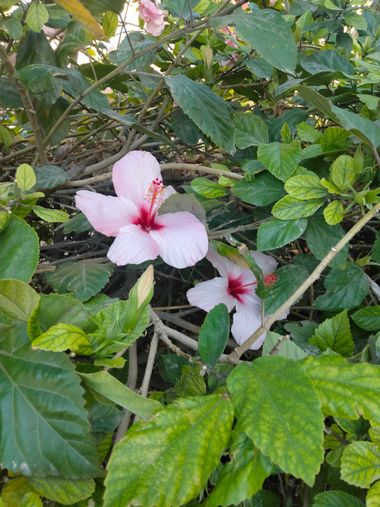 Solerantonio2 en Hamelin: Flora  (Almeria), Hibiscus arnottianus, Planta
