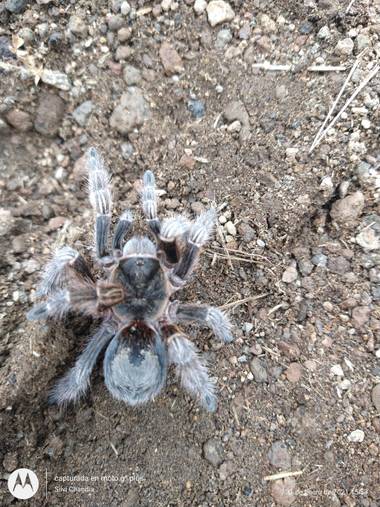 silvia_lonco en Hamelin: Fauna, Tarántula Argentina..no se bien su especie 