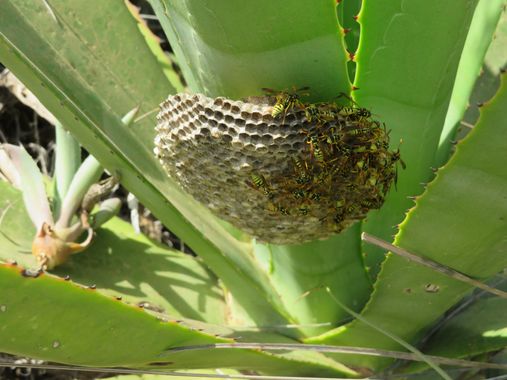 Solerantonio2 en Hamelin: Fauna  (Níjar), Avispero