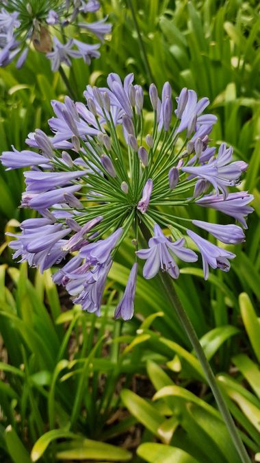 Lauratduch en Hamelin: Flora  (Barcelona), Agapanthus praecox, Fotomovil