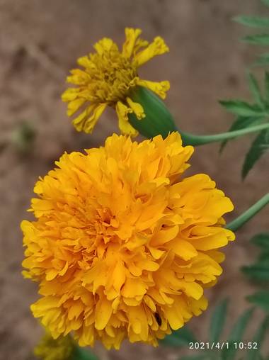 Olguin.jao en Hamelin: Flora  (Tres Valles), Tagetes erecta, Flor de muertos
