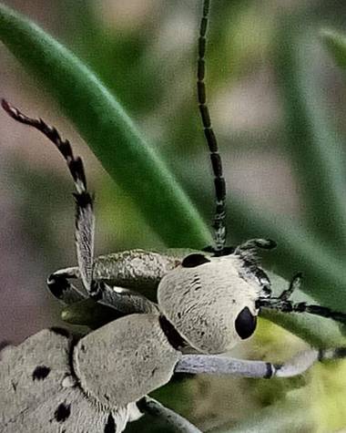 Navarroarevalomariateresa en Hamelin: Fauna  (Viesca), Bello insecto!!