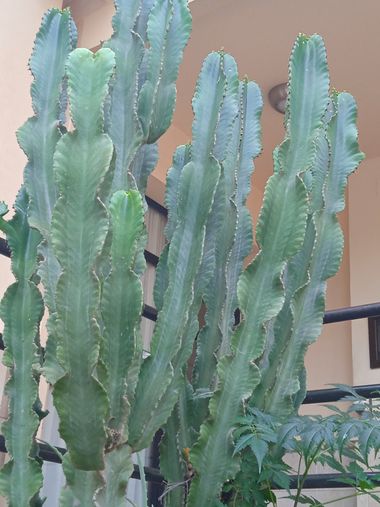 urihuetor en Hamelin: Flora  (Málaga-Costa del Sol), #plants#plantas #cactus #malaga #jardines 