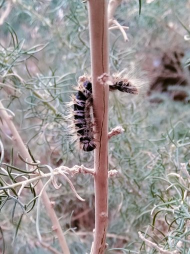 Solerantonio2 en Hamelin: Fauna  (Gérgal), Insecto
