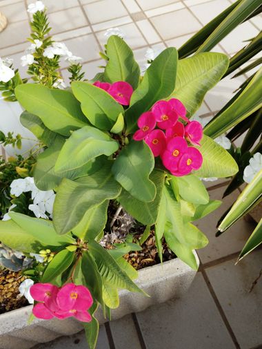 Solerantonio2 en Hamelin: Flora  (Carboneras), Euphorbia milii, Planta