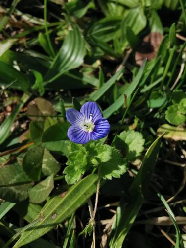 Irantzu_M en Hamelin: Flora  (Vitoria), #